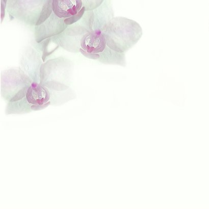 Condoleance met orchidee-paars- 3