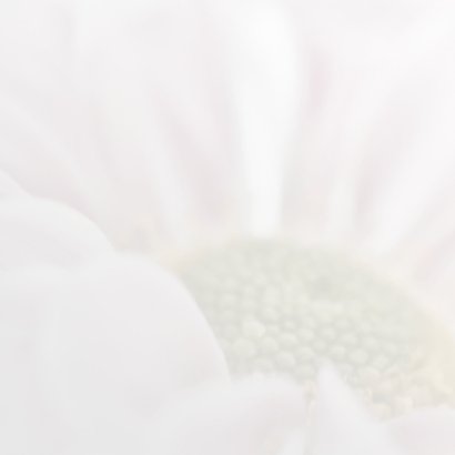 Condoleance met roze chrysant 2