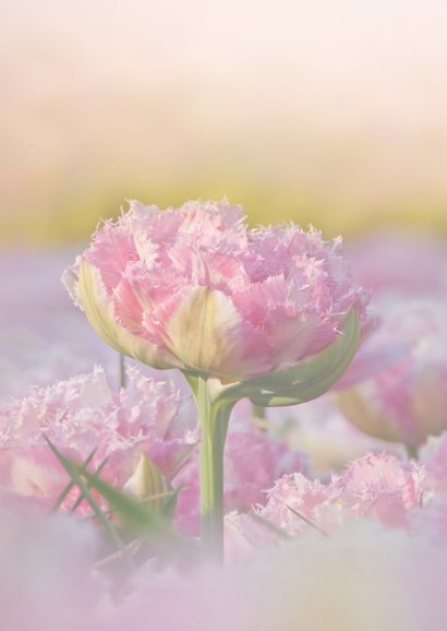 Condoleance roze tulp in het geel 2