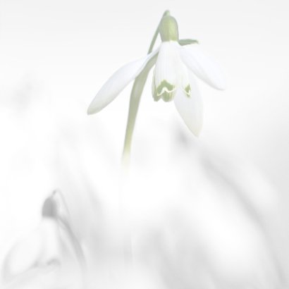 Condoleance sneeuwklokjes 3