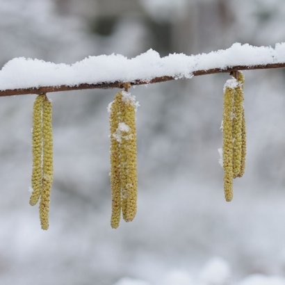 Condoleance sterkte kaart met foto van bloeiende hazelaar 2