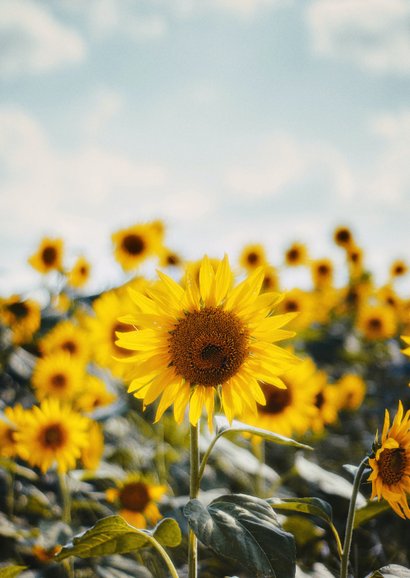 Condoleance sterkte kaart zonnebloemen foto 2