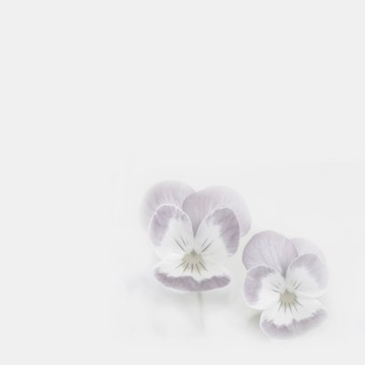 Condoleance violen 2