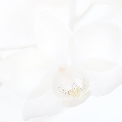 Condoleance witte orchidee 2