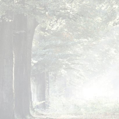 Condoleance zonnestralen in herfstbos 2
