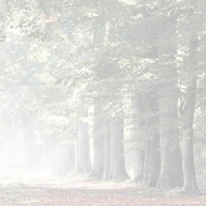 Condoleance zonnestralen in herfstbos 3
