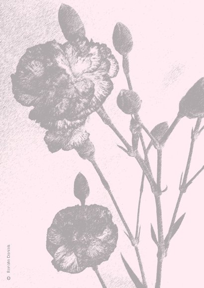 Condoleancekaart dianthus 2