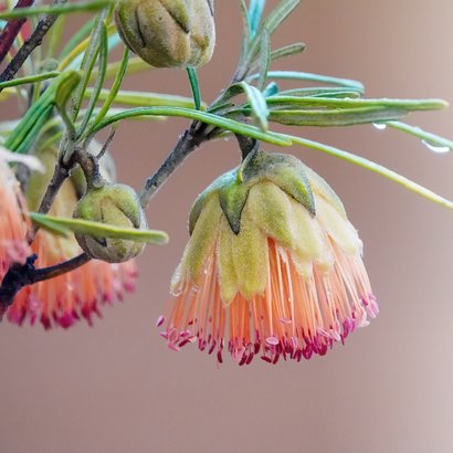 Condoleancekaart foto bloem sterkte met dit grote verlies 2