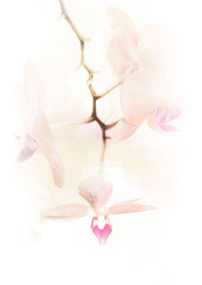 Condoleancekaart hangende orchidee pastel 2
