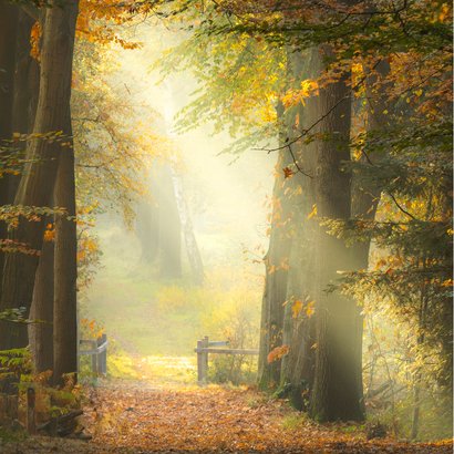 Condoleancekaart herfst zonnestralen 2