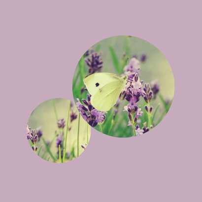 Condoleancekaart - Koolwitje op lavendel 2
