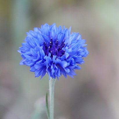 Condoleancekaart korenbloem met oprechte deelneming 2