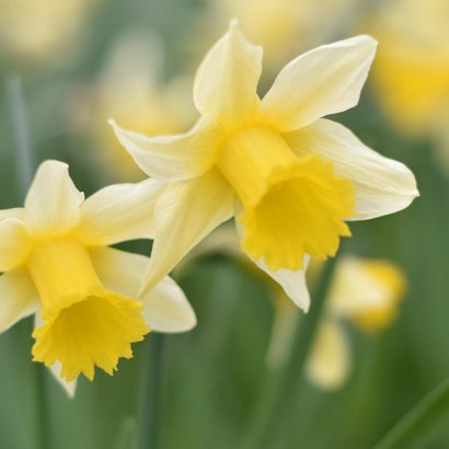 Condoleancekaart met een foto van bloeiende narcissen 2