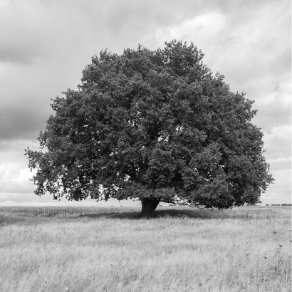 Condoleancekaart met eikenboom zwart-wit 2