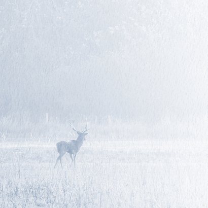 Condoleancekaart natuur met damhert 2