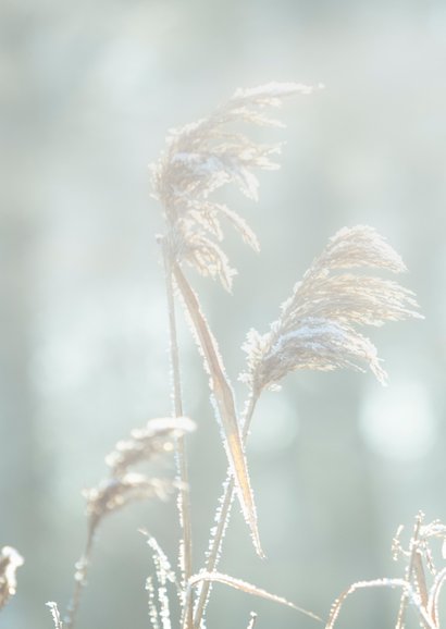 Condoleancekaart riet - MM 2