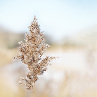 Condoleancekaart riethalm met neutrale achtergrond beige 2