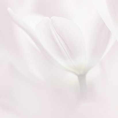 Condoleancekaart roze tulpen 2