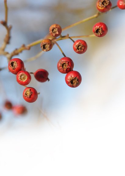 Condoleancekaart tak met rode besjes  2