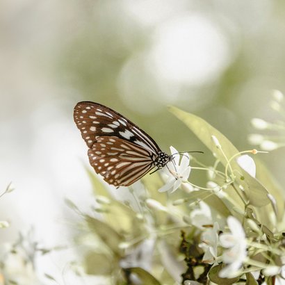 Condoleancekaart vlinder bloemen foto verlies vader 2