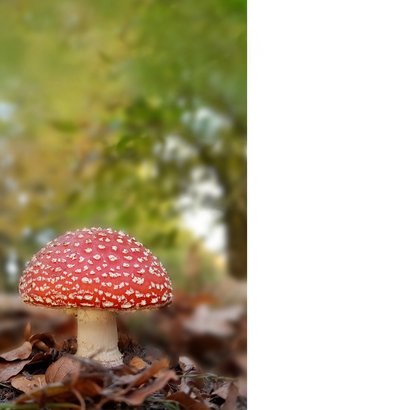 Condoleancekaartje paddenstoel bos 2