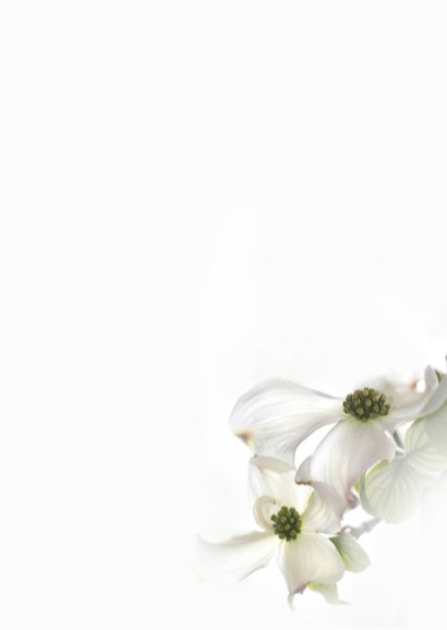 Condoleren met Cornus-bloemen 3