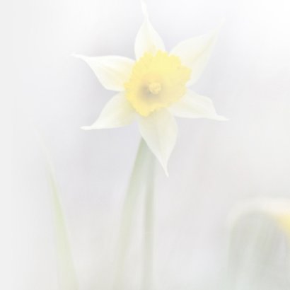 Condoleren met narcissen 2
