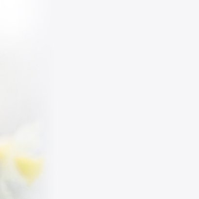 Condoleren met narcissen 3