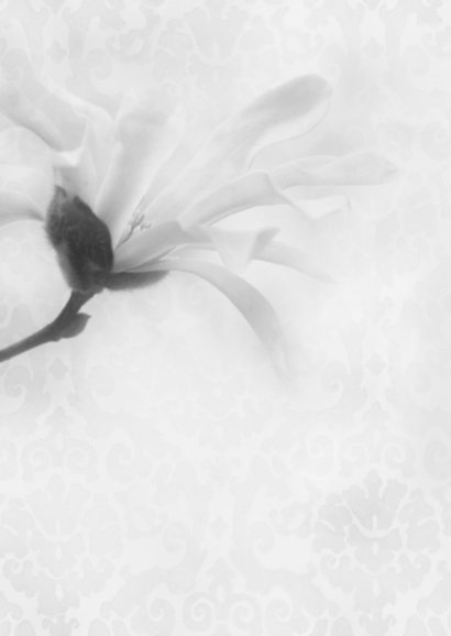 Deelneming met magnolia -recht- 2