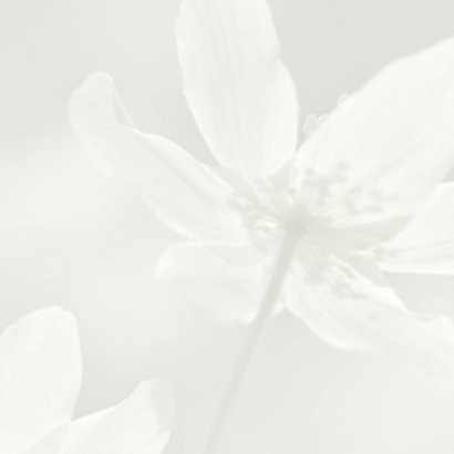Deelneming met witte bosanemoon 2