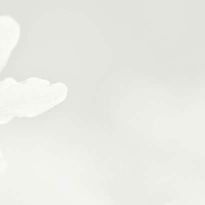 Deelneming met witte bosanemoon 3