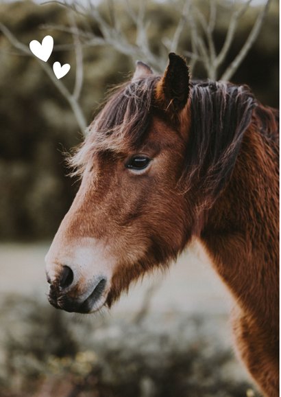 Dierenkaart met 1 grote foto en naam 2