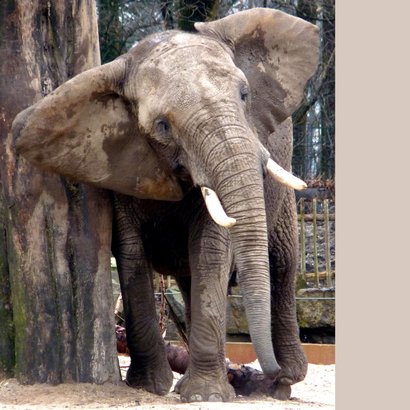 Dierenkaart - Olifant met jeuk 2