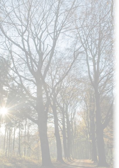 Donker bomenpad met lage zon 2