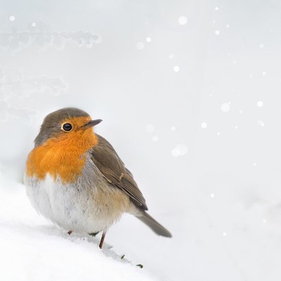 Eigen foto met roodborst 2