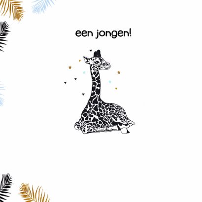 Felicitatie geboorte giraffe jongen 2