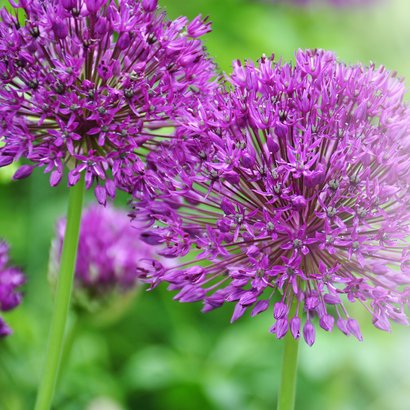 Felicitatiekaart alliums vervroegd met pensioen 2