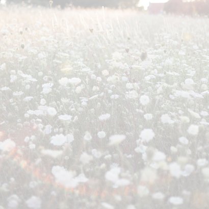 fragiele veldbloem 2