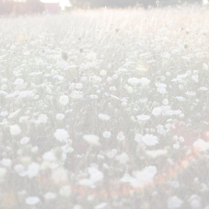fragiele veldbloem 3