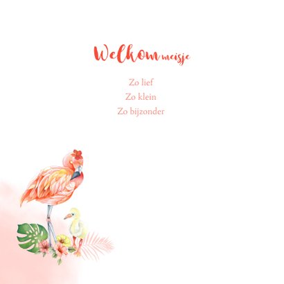 Geboorte flamingo baby 2