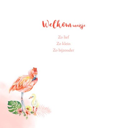 Geboorte flamingo baby 2