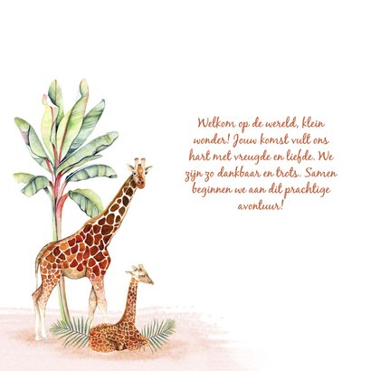 Geboorte giraf meisje 2