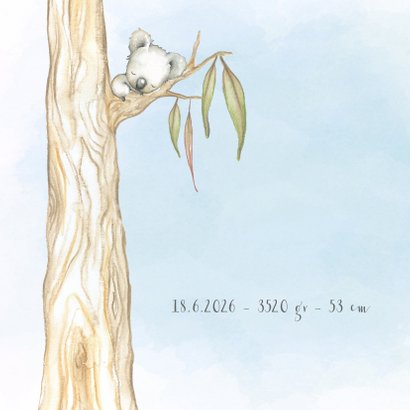 Geboortekaart koala-beer jongen 2