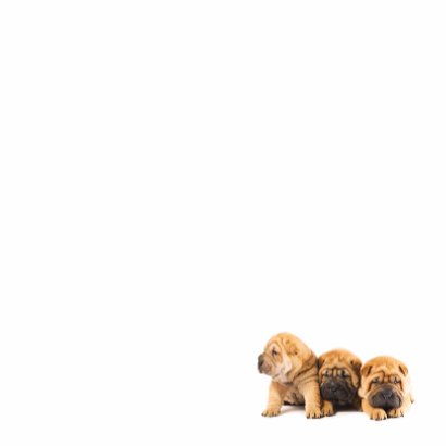 Gedichtenkaart met 3 lieve hondjes 3