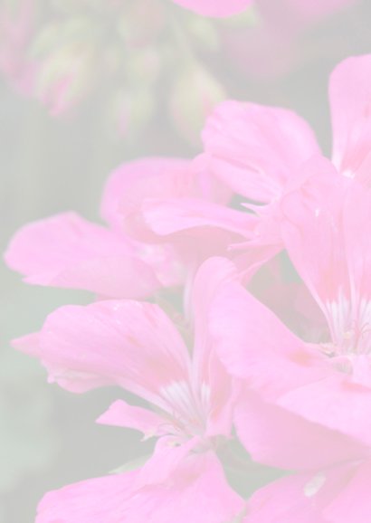 geraniums 2