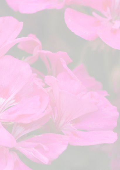 geraniums 3