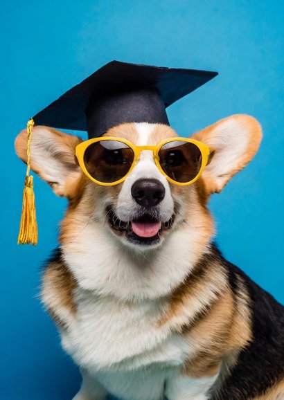 Geslaagdkaartje met corgi hond met hoesje en zonnebril blauw 2