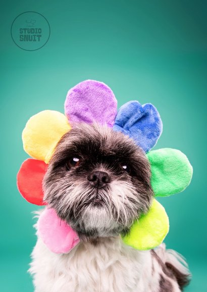 Grappig en lieve beterschapskaart van hond met bloemenmuts 2