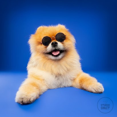 Grappige felicitatiekaart pensioen hondje en zonnebril 2