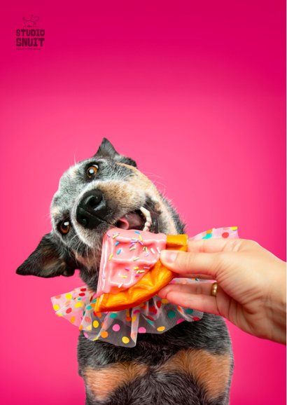 Grappige felicitatiekaart van hond met stukje cake 2